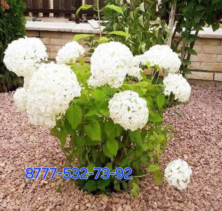 Гортензия Анабель! Морозоустойчевы сорт Гортензий