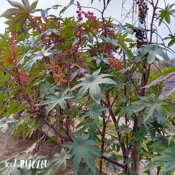 Семена Рицин (кърлеж)