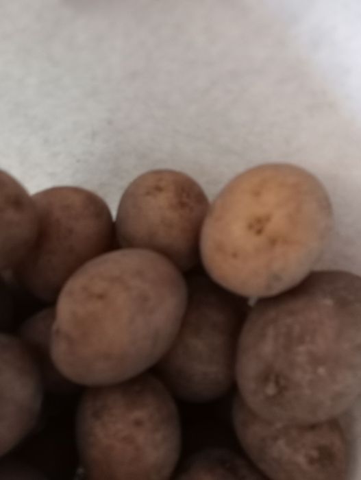 Картофель для еды и семенной для посадки