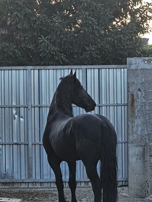 armăsar fizian 8 ani