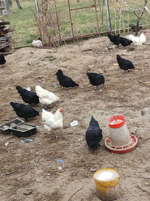 Oua pentru incubat astralorp