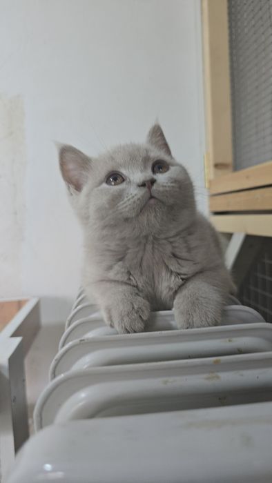 Британские мальчик тоза парода