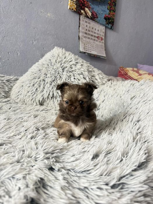 Чихуахуа момчета