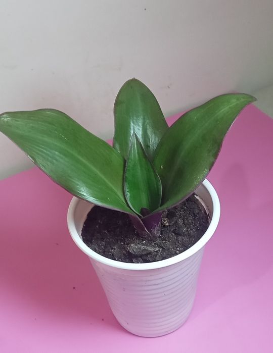 Продам. Ускорененные отростки.