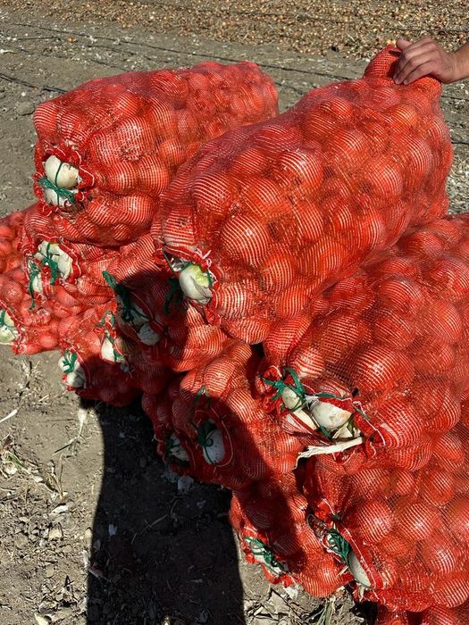 Лук 55 и 85 тенге