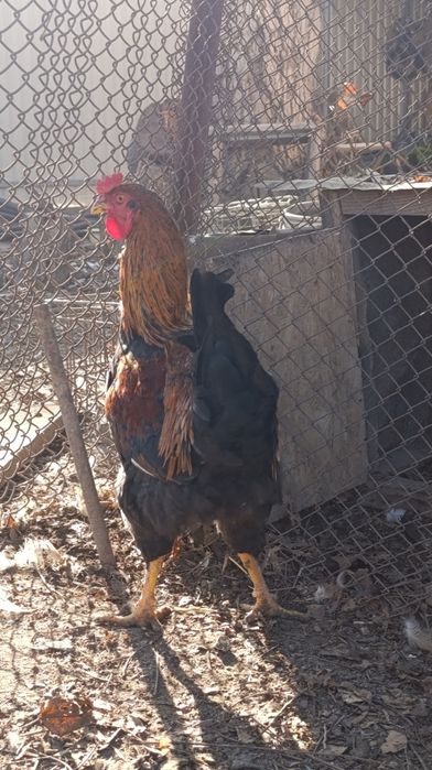 Продам домашних Петушков