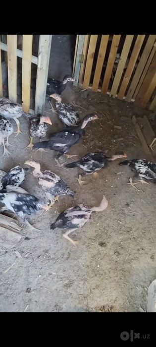 Dakan ishonchli zotlani jujalari har hil oyliklari bor