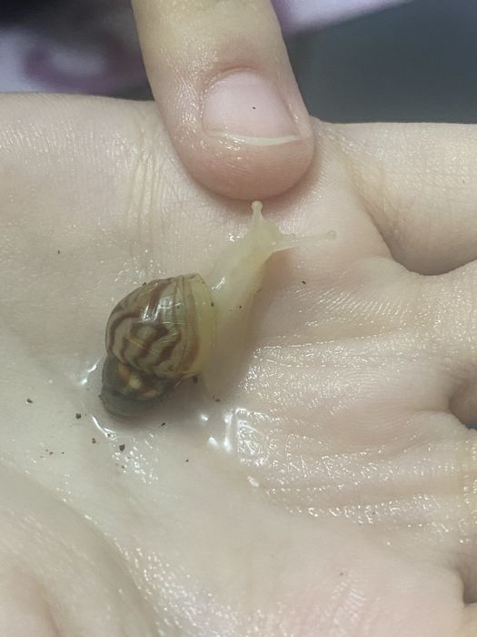 Улитки ахатины маленькие