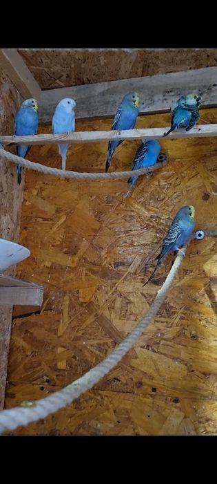 Papagali perusi,nimfe,agarponis gaini cochinchina pitic,australorp
