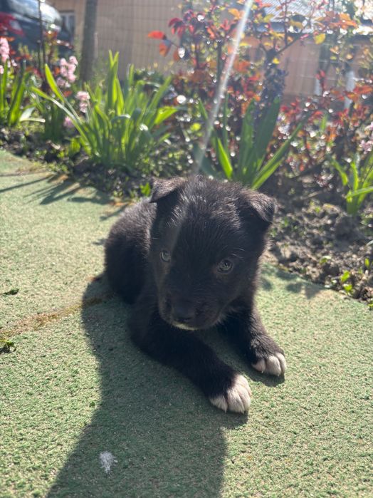 Adoptie căței în vârstă de 2 luni