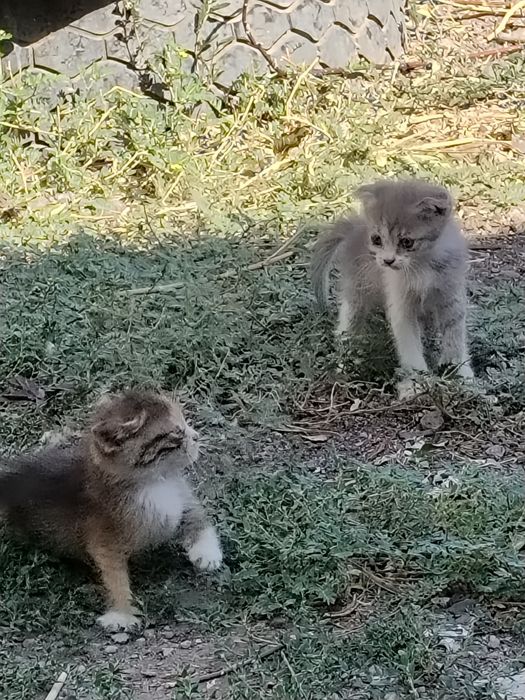 Очен класние кошки они играют дам бесплатно