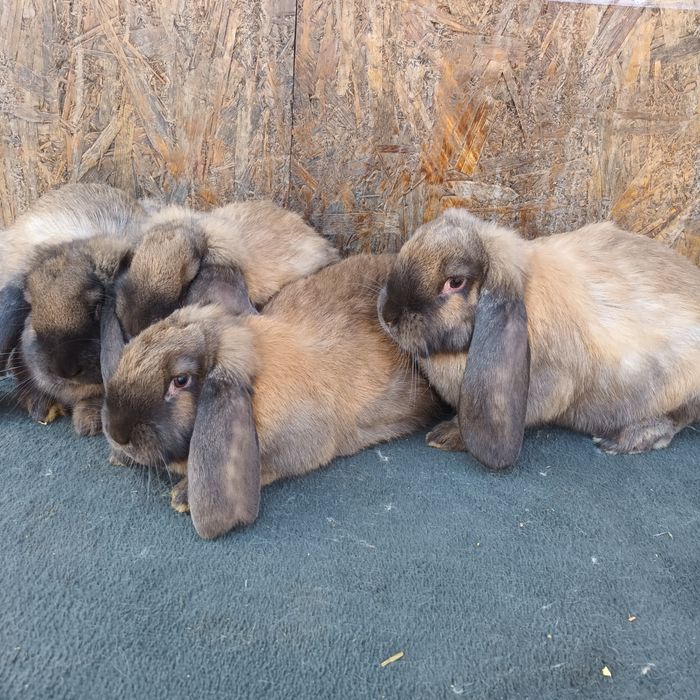 Vând berbec german rasă pura 2 luni jumate pret. 150 perechea