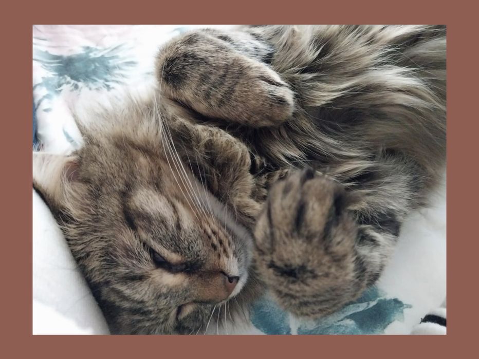 Кошечка Анфиса Котят не будет