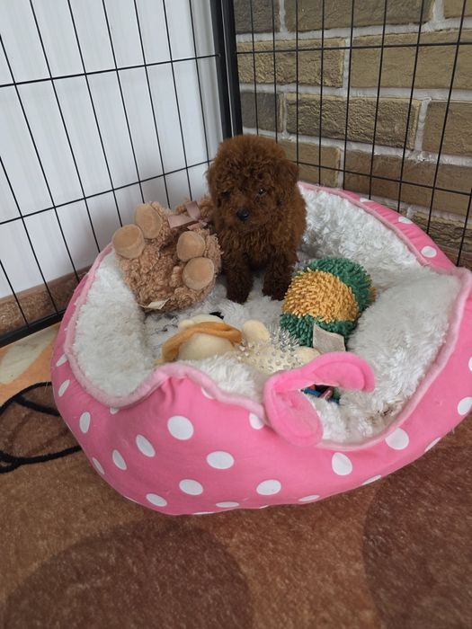 Резервирано !Пудел той момче с документ за произход