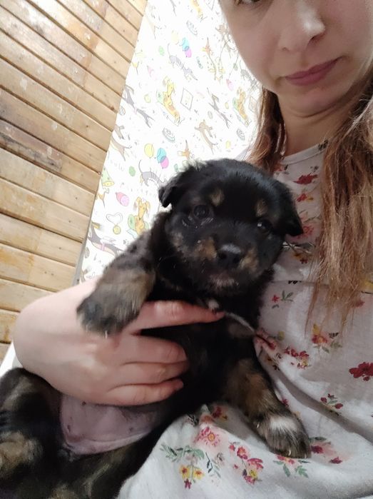 Отдам девочек возраст 2 месяца