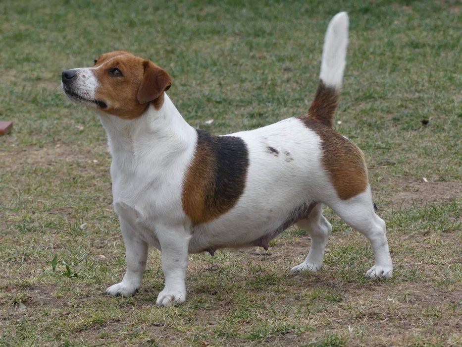 Джак Ръсел Териер