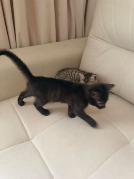 2 oylik mushuk bolalari hadyaga