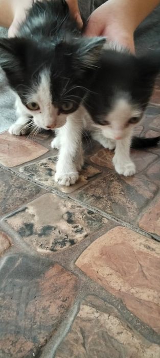 Котята отдам  в хорошие руки