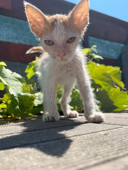 Donez pisica, motan  pui