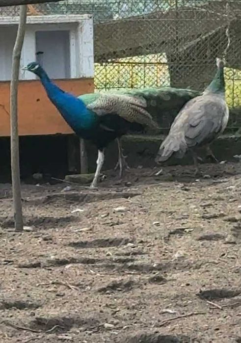 Vand Pauni femela si mascul