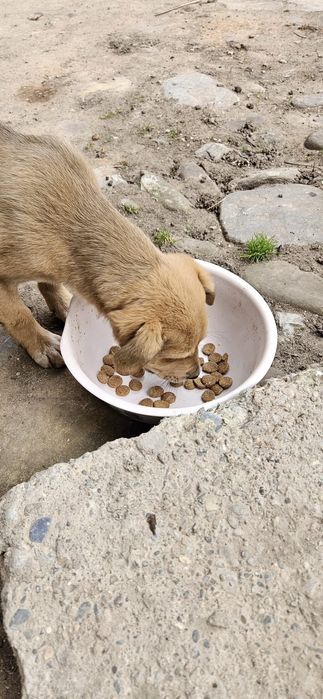 Catelus  gratuit 2 luni