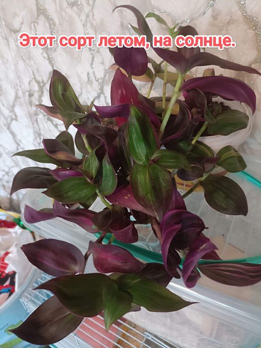 Традесканция срезом кжби