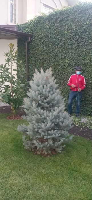 Bogʻbon xizmati ishlari