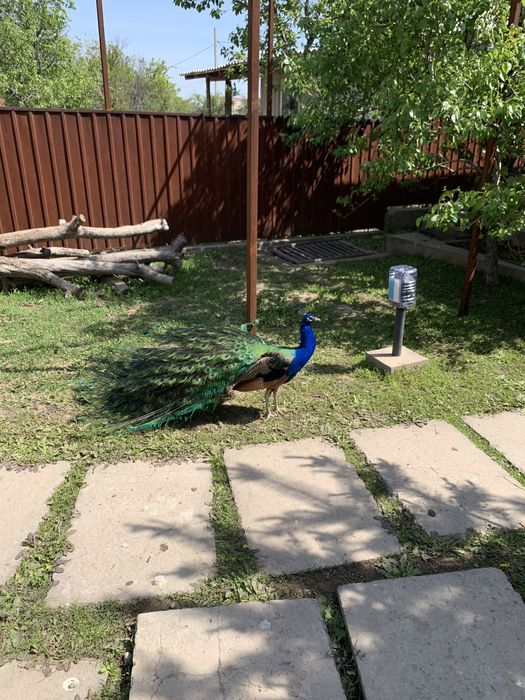 Продам яйцо индийского павлина