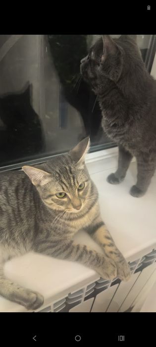 Котёнок, кошка. Мысық, марғау.