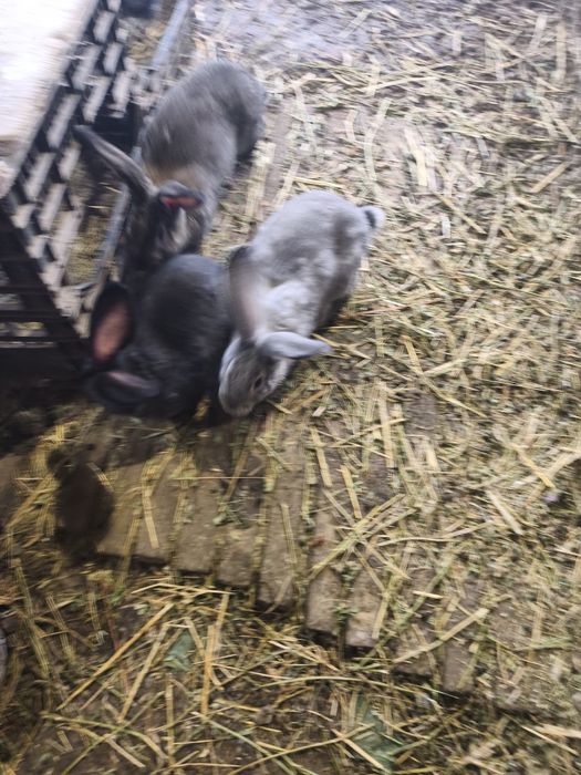 Iepuri Uriaș german