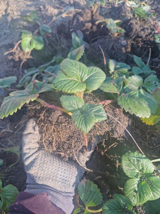 Vând stoloni de capsuni