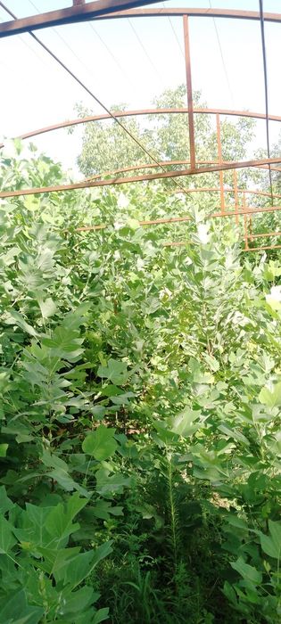 Лола дарахти сотилади