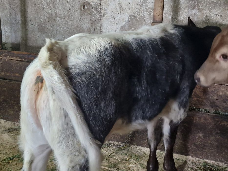 Vand o vitica belgiana si un tauras Angus