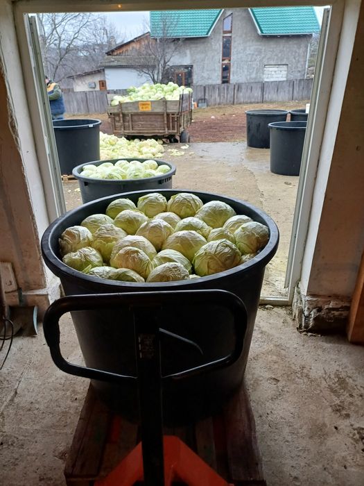 Varză murată de Buzău, în butoi – pentru sarmale