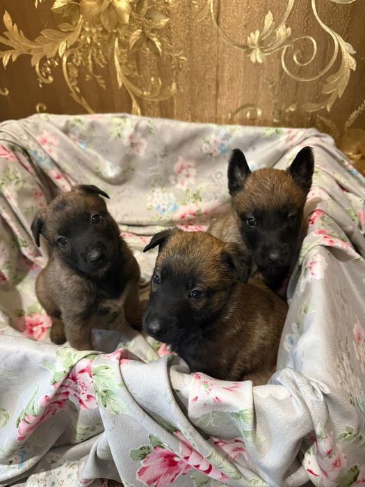 Щенки Бельгийской овчарки