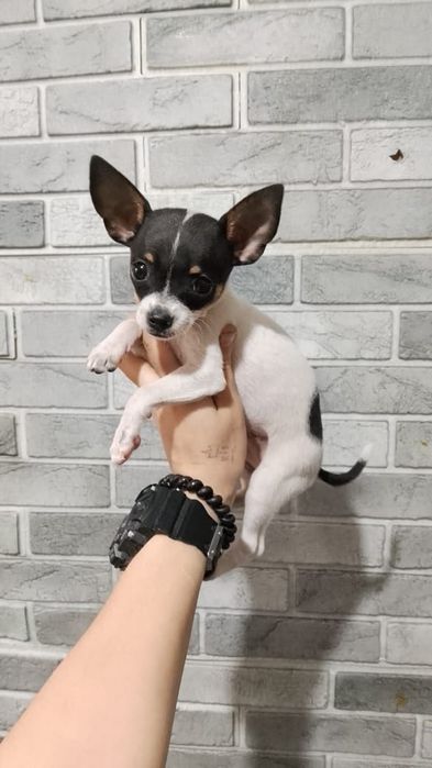 Чихуахуа щеночки 1,5 мес