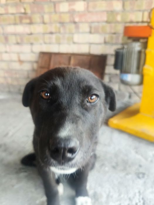 Отдам щенка в хорошие руки