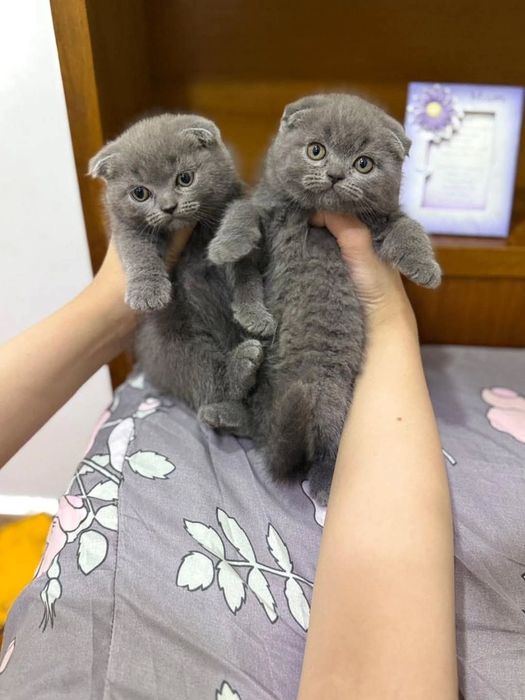 Породистые Шотландцы - Skottish Fold