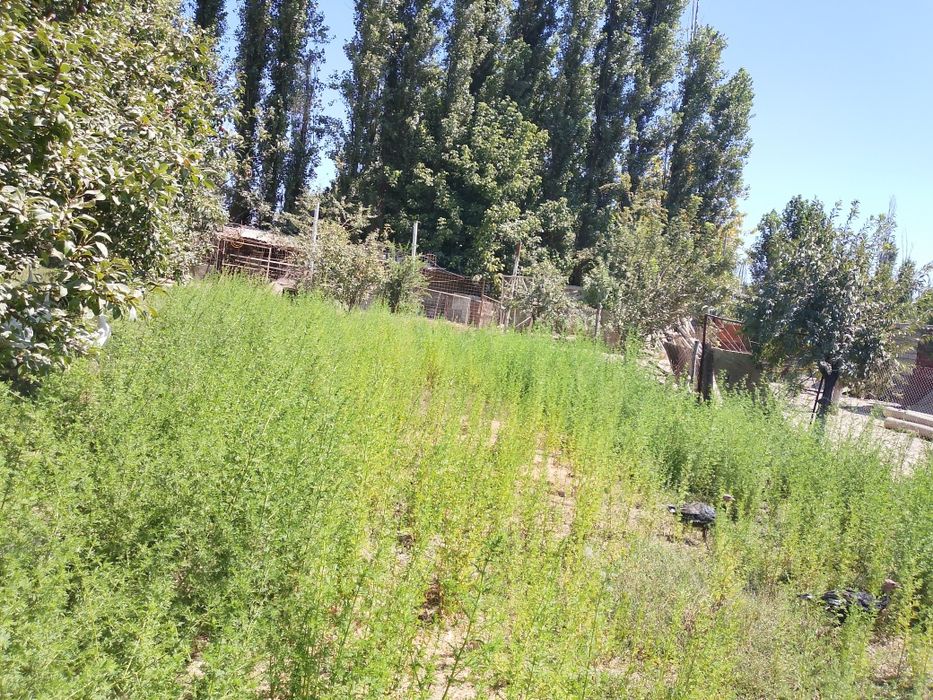 Yangiyoʻl tumanida srochna yer sotiladi