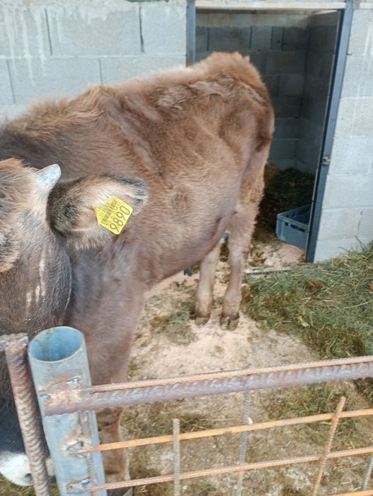 Vând o vițea buna!