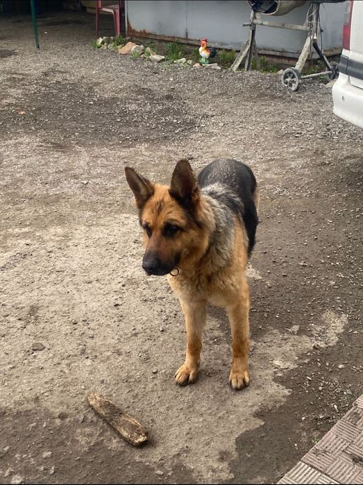 Пропала собака девочка.