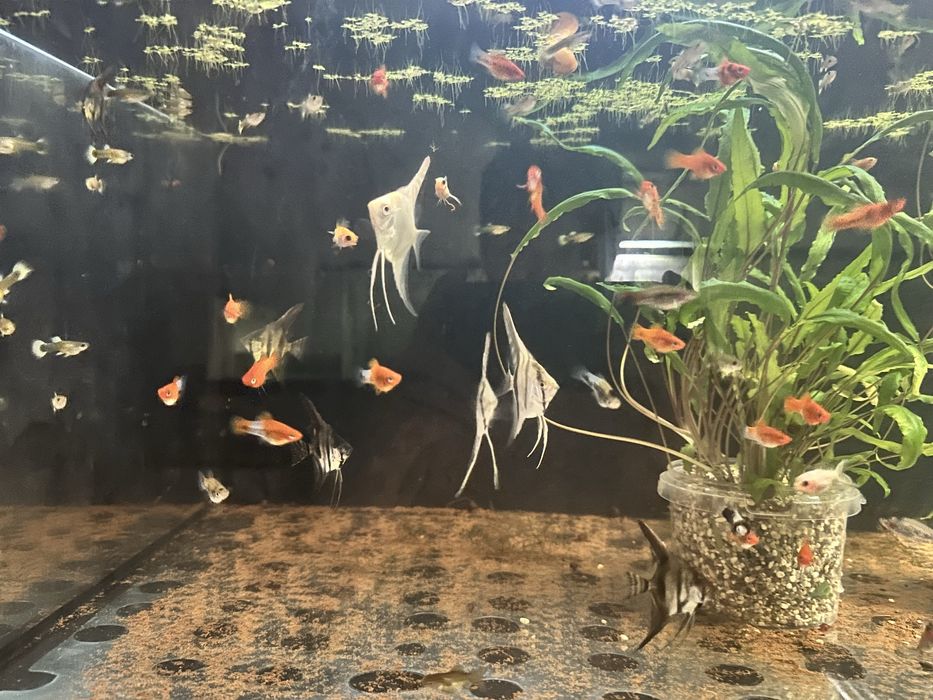 Продам красивых рыбок