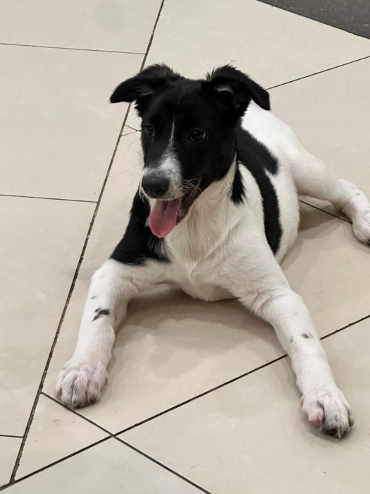 Пристрою красавицу