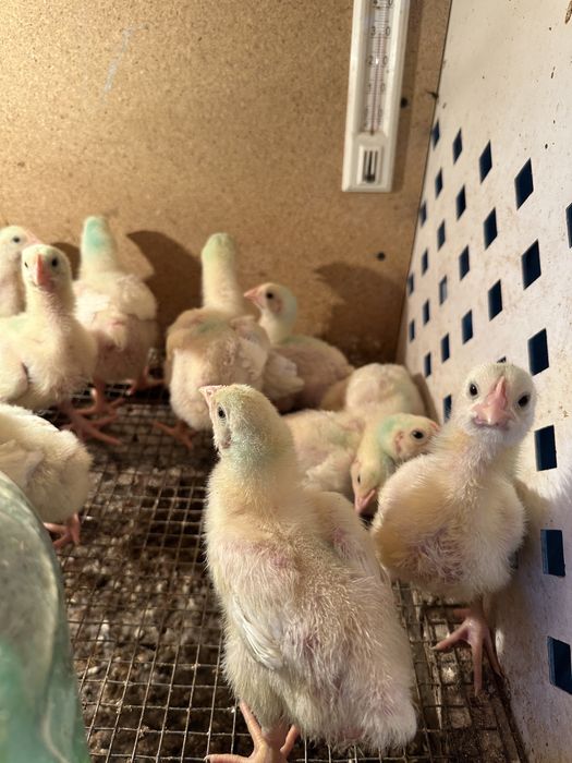 Бройлеры  цыплята