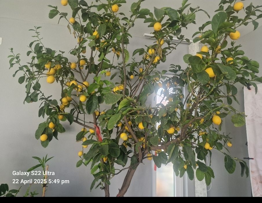 Copac Lămâi Altoit Mare 24 Ani -pe rod