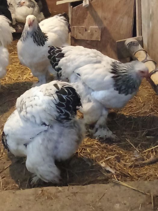 Oua gaini brahma herminat deschis