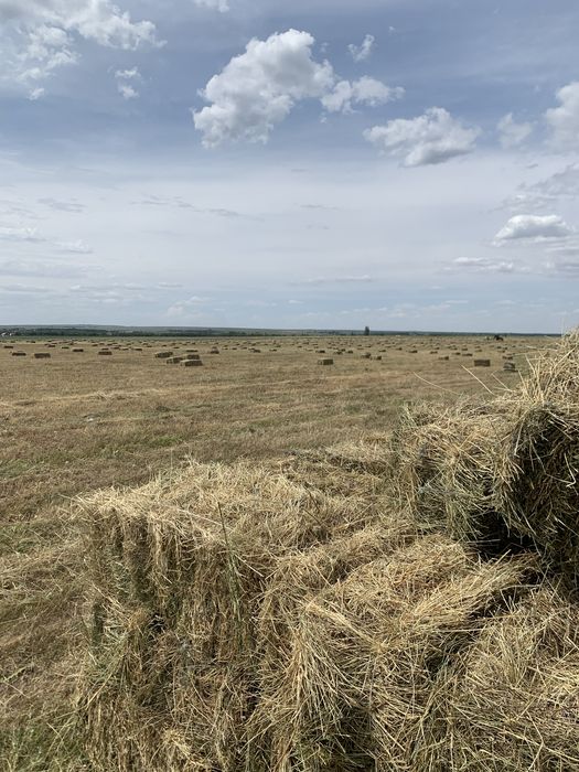 Продам сено летний покос