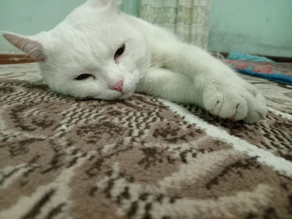 Британские кот белый