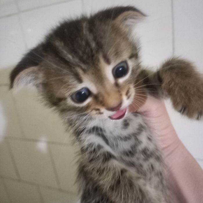 Вислоухий котёнок 1,5 мес мальчик