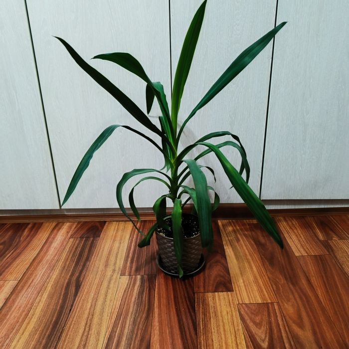 Комнатные растения - Юкка